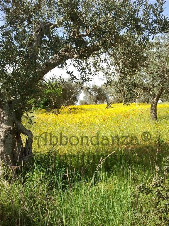 Agriturismo Abbondanza Villa Алберобело Екстериор снимка