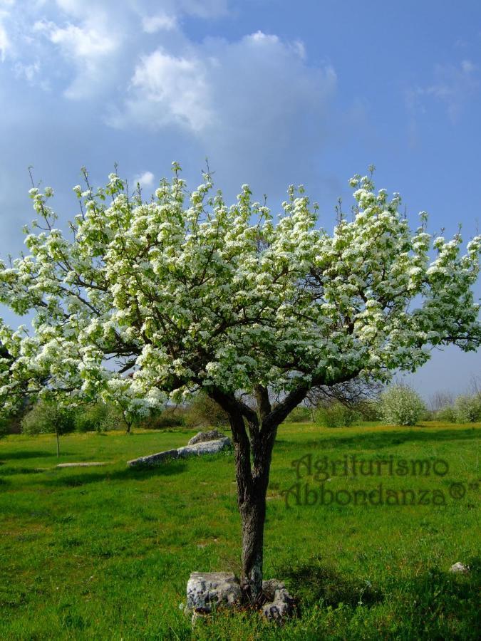 Agriturismo Abbondanza Villa Алберобело Екстериор снимка